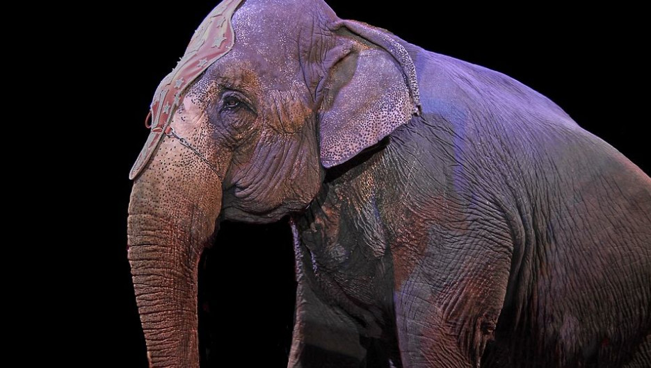 Депутат попросил Путина вернуть в зоопарк слониху