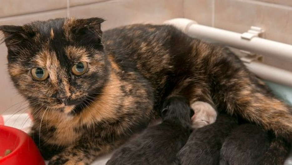 Кошка пришла рожать в ветклинику Новосибирска.