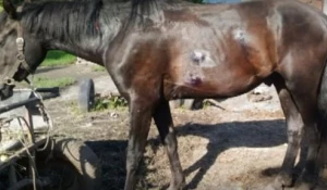 Барнаулец расстрелял лошадь за вытоптанный огород.