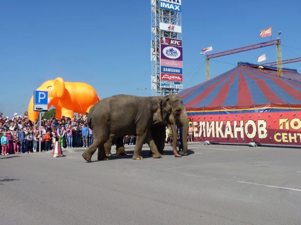 Купание слонов в Барнауле.