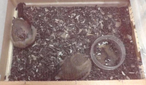 На границе задержали дубоносов и щегла.