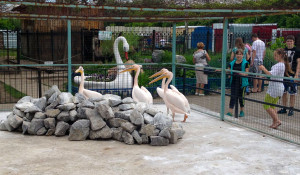 Пеликаны в Барнаульском зоопарке.