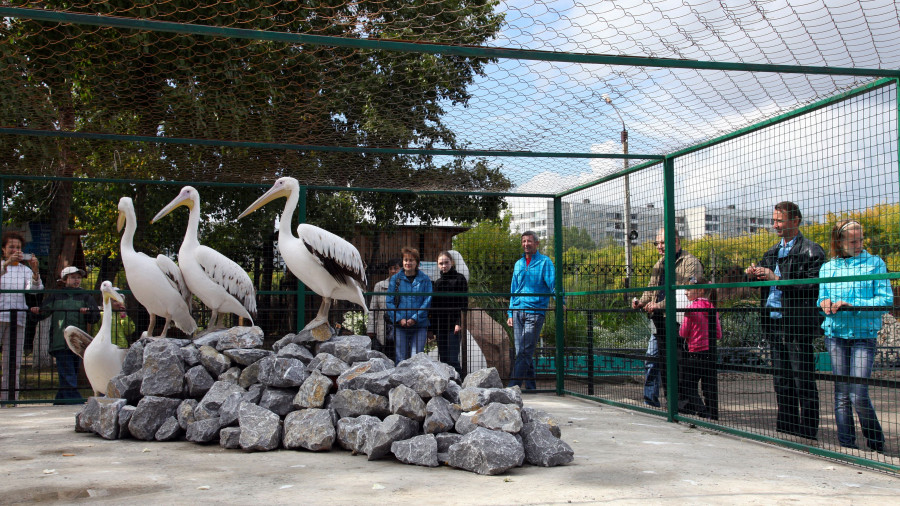 Пеликаны в Барнаульском зоопарке.