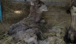 Новорожденный верблюжонок в Барнауле.