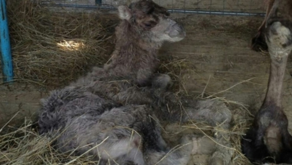 Новорожденный верблюжонок в Барнауле.