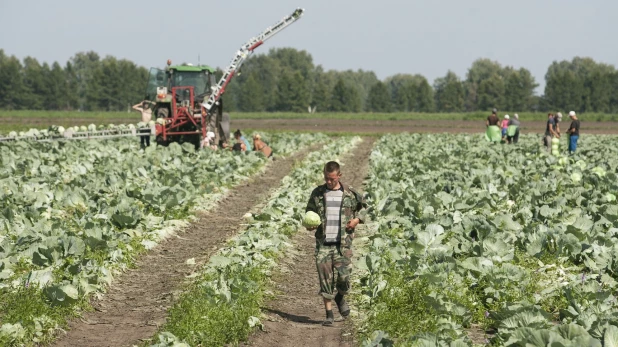 Поля "Русского овоща".