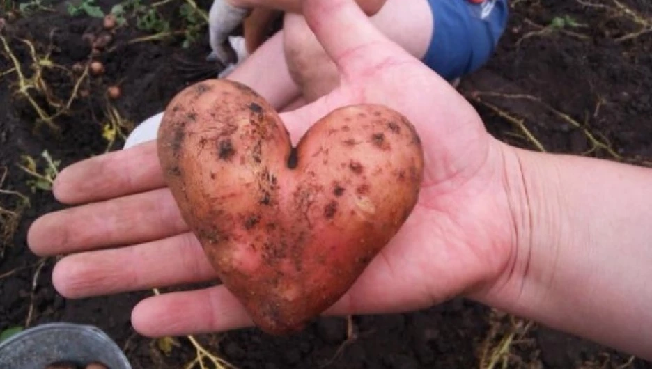 Фрукты и овощи удивительной формы.