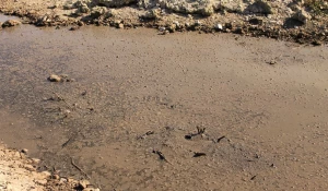 Жители села Черемное жалуются на ужасный запах от отходов.