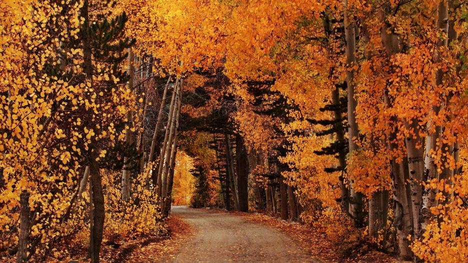 Осень в лесу. Дорога.