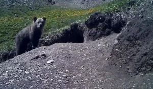 Медвежонок Сайли.