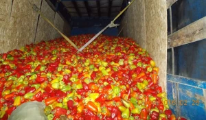 На границе задержали казахстанский перец.