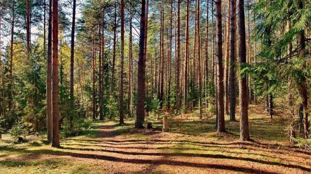 Лес в Топчихинском районе.