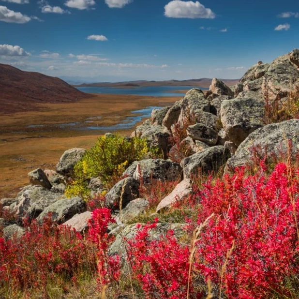 Кустарники горного алтая фото и названия