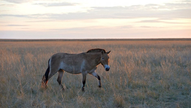 Лошадь Пржевальского в Оренбургском заповеднике.