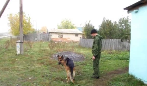 Кража в Куйбышево.