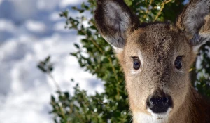 Олень. Зима.