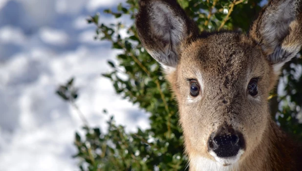 Олень. Зима.