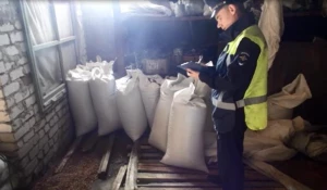 В Чарышском украли 300 кг кедровых орехов.