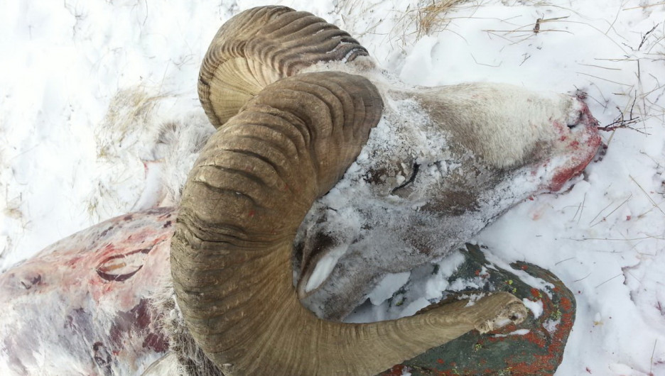 В Кош-Агачском районе браконьеры убили архара.