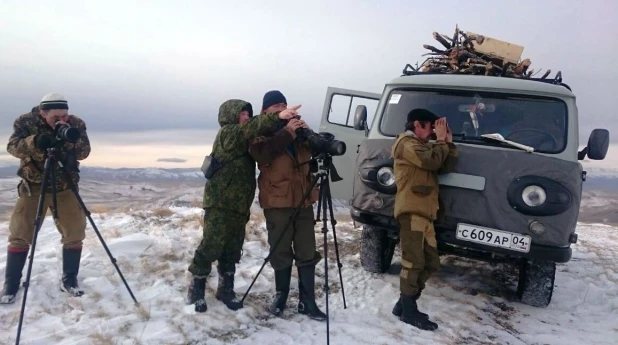 Подсчёт численности аргали.