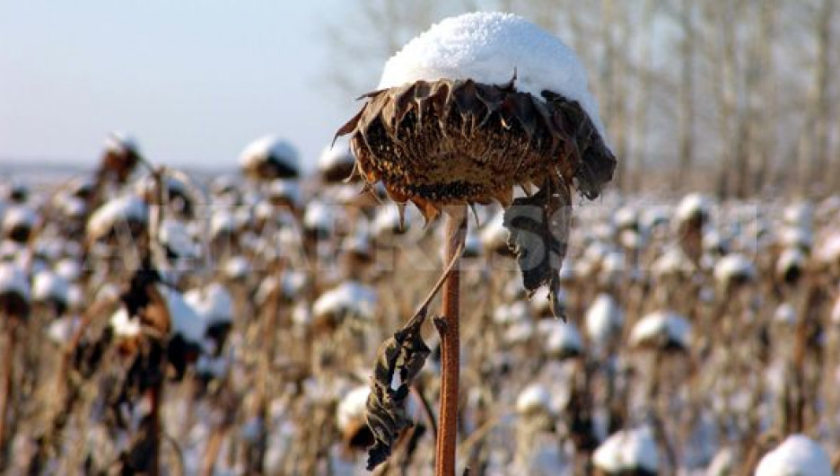 Северный ветер и до -25. В Алтайском крае продолжает холодать — погода 26 ноября