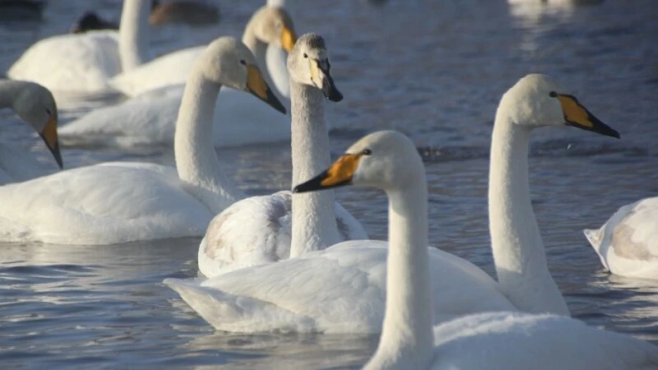 Лебеди-кликуны.