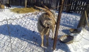 В Кулундинском районе полицейские нашли украденого козла.