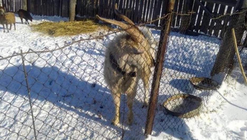 В Кулундинском районе полицейские нашли украденого козла.
