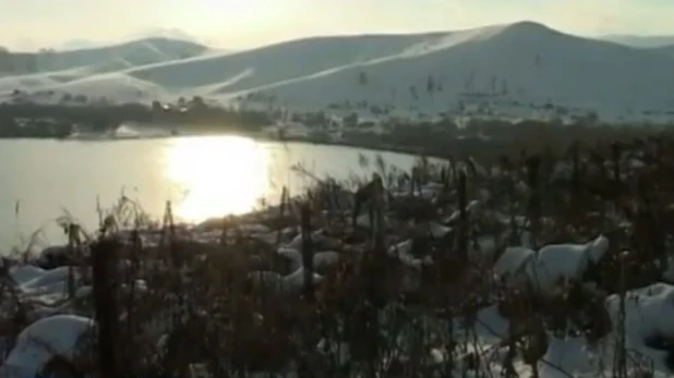 Алтайский виноград засыпало снегом.