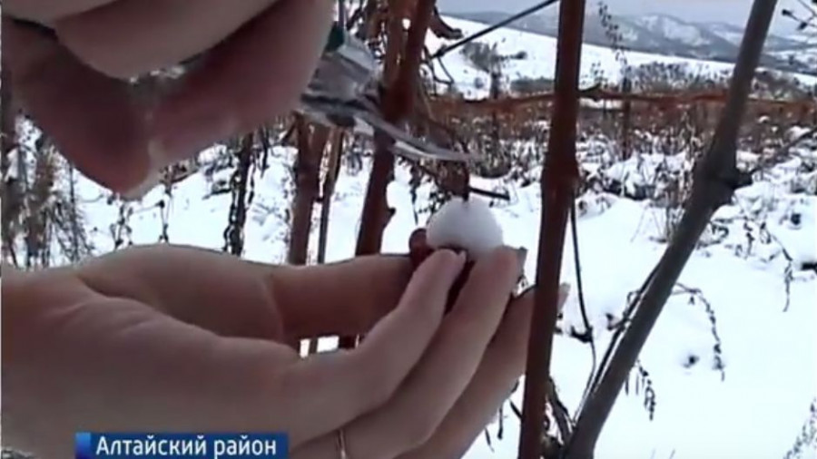 Алтайский виноград засыпало снегом.