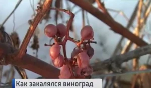 Алтайский виноград засыпало снегом.