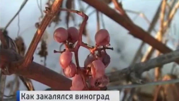 Алтайский виноград засыпало снегом.