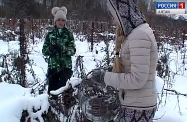 Алтайский виноград засыпало снегом.