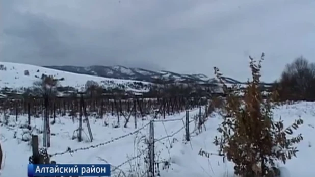 Алтайский виноград засыпало снегом.