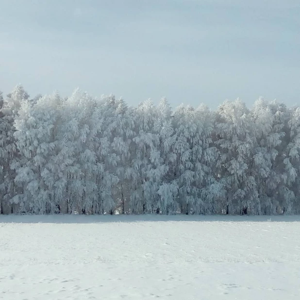 Первый осенний иней на Алтае. 30 октября 2016 года.