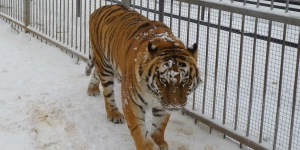 Тигрица Багира.