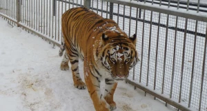 Тигрица Багира.