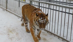 Тигрица Багира.