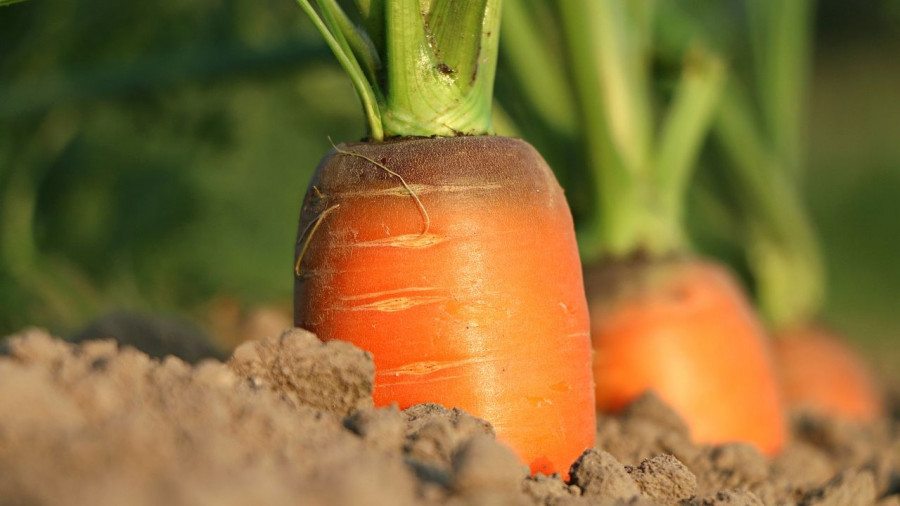 Огород, морковь.