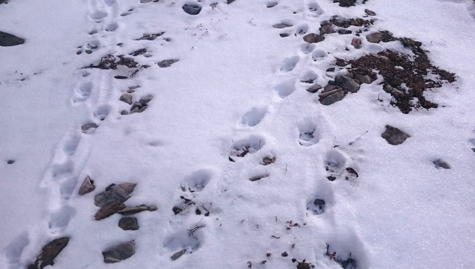 Следы самки и котят снежного барса.