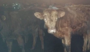 Пропавшие быки.