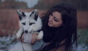 Полугодовалый лисенок поддается особой дрессуре: лояльность и хитрость. 