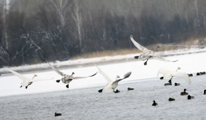 Птицы на озере Лебедином (Светлом).