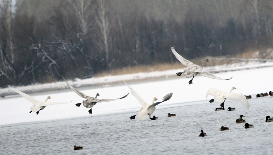 Более ста лебедей прилетели в алтайский поселок на зимовку