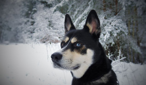 Собака в снегу. Зима.