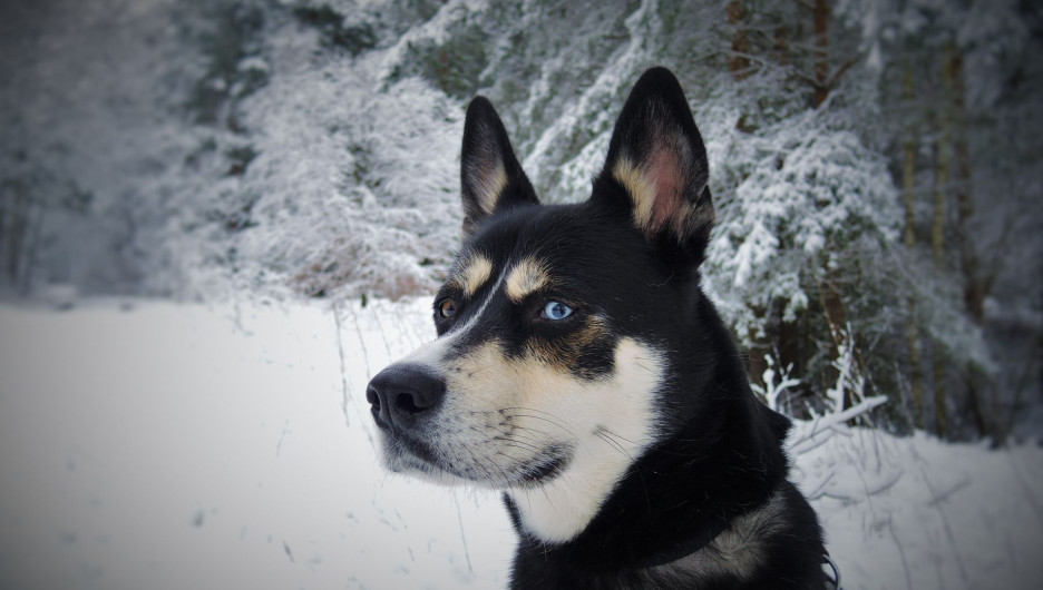 Собака в снегу. Зима.