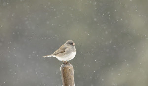 Птичка и снегопад.