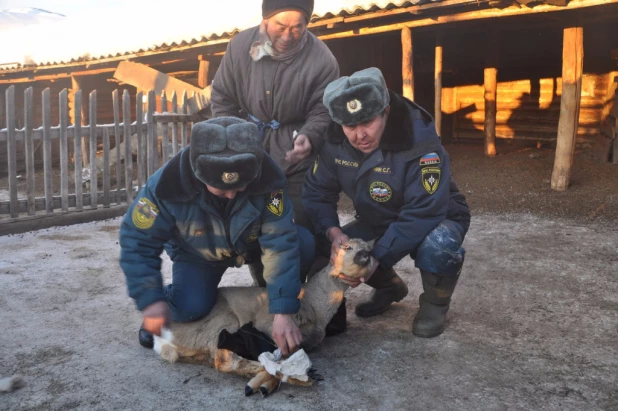 В Улагане спасли от волков косулю.