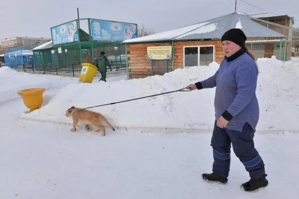 Дед Мороз из Устюга приехал в гости к алтайскому Деду Морозу. 