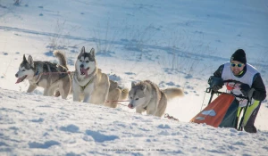 Гонка на собачьих упряжках.